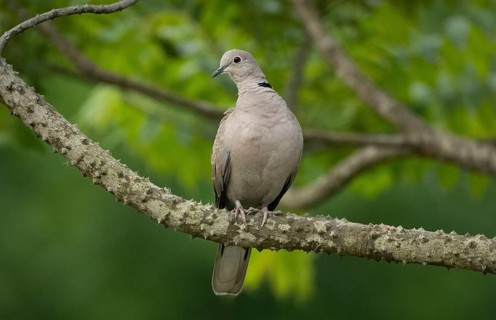 A Eurasian collared dove (Streptopelia decaocto) on a tree branch, sreepur, Gazipur, Bangladesh