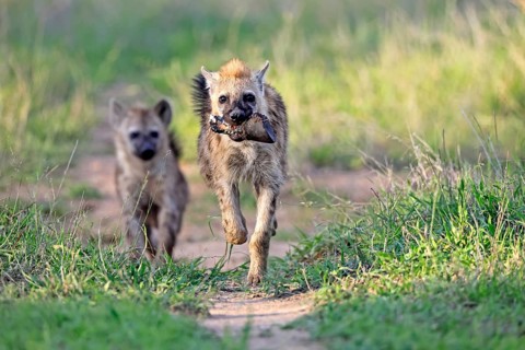 Spotted hyena (Crocuta crocuta), subadult, two, prey, bones, running, Kruger National Park, South