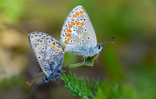 Common blue, common blue, crested blue, polyommatus icarus, blue, butterfly, insects, copula,