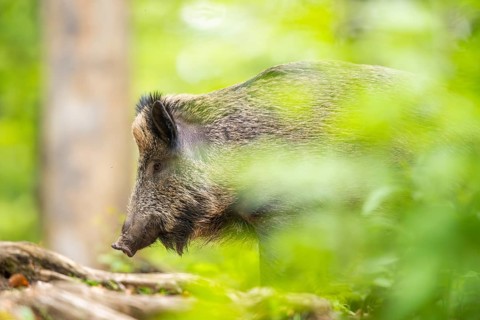 Wild boar (Sus scrofa) standing in a forest, Bavaria, Germany