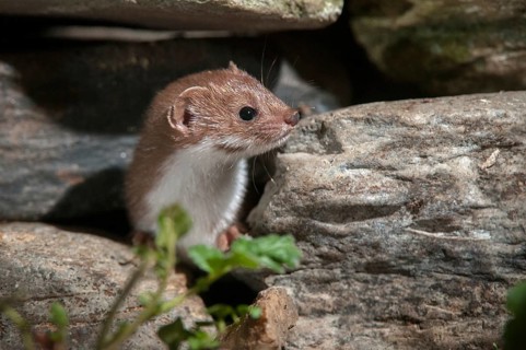 Carnivora, least weasel, mouse weasel, mustela nivalis, predators, mammals, raptors, mammals