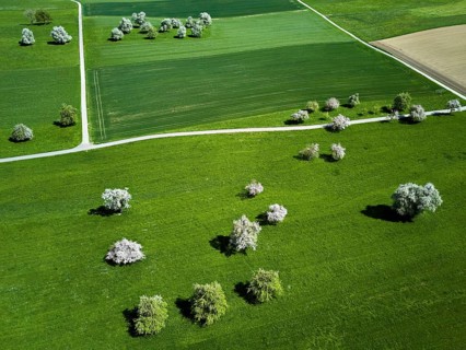 Blooming fruit trees, Beinwil, Freiamt, Canton of Aargau Switzerland