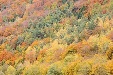 Mixed forest in autumn, Saxon Switzerland, Elbe Sandstone Mountains, Saxony, Germany