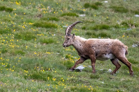 Alpine ibex (Capra ibex), Heiligenblut am Großglockner, Carinthia, Austria
