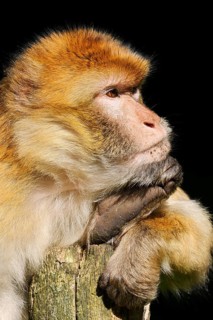 Barbary macaque or magot (Macaca sylvanus), portrait, in captivity, found in Morocco, Algeria and