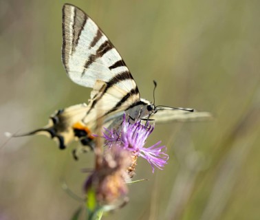 Brandenburg, Germany, Iphiclides Podalirius, Nabu project, national natural heritage, natural