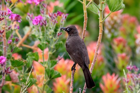 Cape Bulbul (Pycnonotus capensis), adult, perched, with prey, alert, Kirstenbosch Botanical Garden,