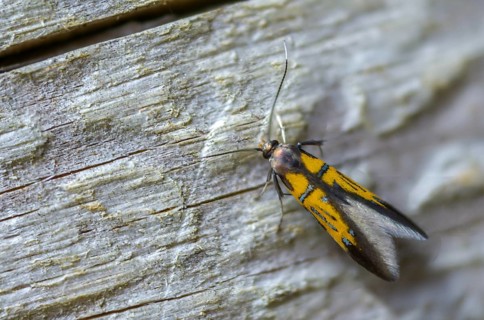Brown-tip tubic, oak bark rotwood moth, orange-silver broad-winged moth, Schiffermülleria