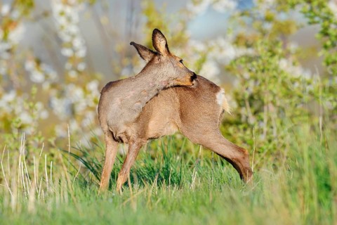 European roe deer (Capreolus capreolus), a doe grooming herself, North Rhine-Westphalia, Germany