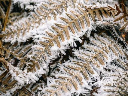 Fern leaves covered with hoarfrost, Sauerland, North Rhine-Westphalia, Germany