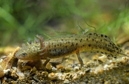 Great Crested Newt, Crested Newt, Northern Crested Newt, Triturus Cristatus, Amphibians,