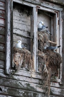 Black-legged Kittiwake, Black-legged Kittiwake, Norway, Rissa Tridactyla, Varanger, Birds, Breed,