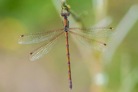 Brandenburg, Germany, Lestes Barbarus, Migrant Spreadwing, National Natural Heritage, Grünhaus
