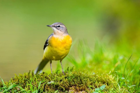 Grey Wagtail (Motacilla cinerea) hunting at a little lake in a swamp, wildlife, Germany