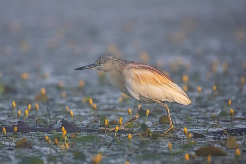 Squacco Heron (Ardeola ralloides) in the fog Hungary