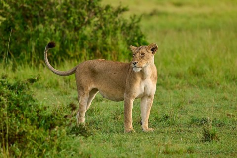 A lioness stands with her tail raised in her natural African habitat, lion (Panthera leo), Masai