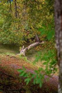 Small river with tree on the banks, autumn leaves create a peaceful natural backdrop, Immenstadt,