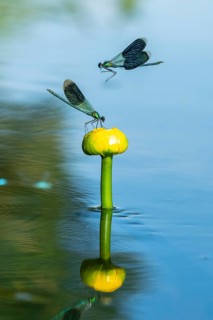 A flying Banded demoiselle (Calopteryx splendens) on a water lily in the River Hunte, Goldenstedt,