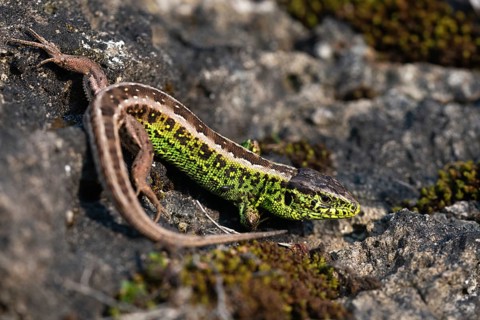 Lacerta agilis, sand lizard, sand lizard, critters, lizards, reptiles, lizards, males, reptilia,