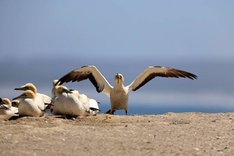 Cape Gannet (Morus capensis), adult, in flight, taking off, flying away, on land, coast, beach,