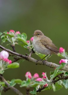 Chiffchaff, fruit tree blossoms, phylloscopus collybita, zilpzalp, birds, spring, high size,