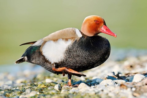 Red-crested Pochard (Netta rufina), a drake standing on the shore, Lake Constance,