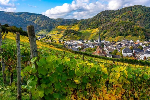 Vineyards in autumn in the central Ahr valley, near Mayschoß, Rhineland-Palatinate