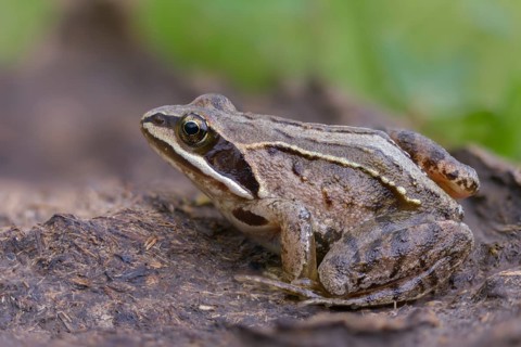 Manure heap, poop, cow dung, cow patties, moor frog, moor frog, rana arvalis, amphibians,