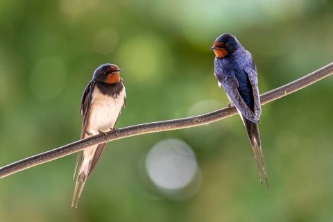 Hirundo rustica, barn swallow, birds, passeri, swallows, songbirds, birds