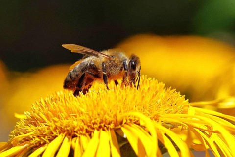 European honeybee (Apis mellifera), on a yellow flower of a Great Telekie (Telekia speciosa),