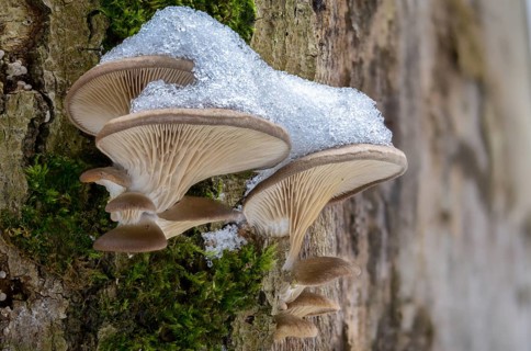 Oyster mushroom, oyster mushroom, pleurotus ostreatus, ice, fungi, fungus, ice, oyster mushroom,
