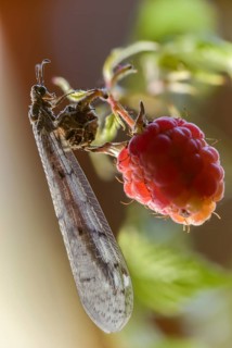 Antmaids, Euroleon Nostras, spotted winged ant maid, Myrmeleontidae, Neuroptera, Suffolk Antlion,