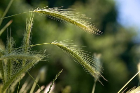 Hordelymus europaeus, forest barley, wood barley, flora, plants, plants
