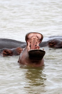Hippopotamus (Hippopotamus amphibius), adult, in the water, yawning, menacing, portrait,