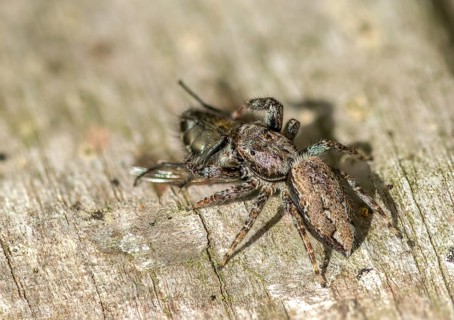 Arachnida, fencepost jumper, large bark jumping spider, marpissa muscosa, bark stretcher,