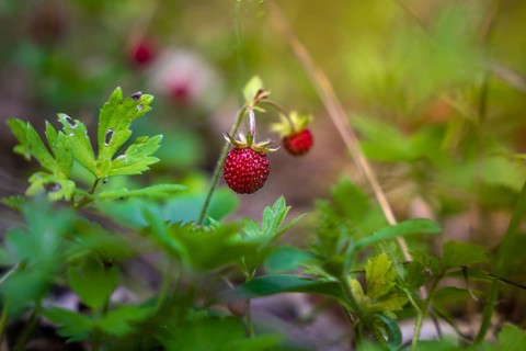 Bright red wild strawberries surrounded by fresh greenery in the forest, Simmelhütte, Bad Wildbad.