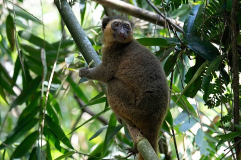 A golden bamboo lemur of the genus Hapalemur aureus, in the rainforests of Ranomafana National Park