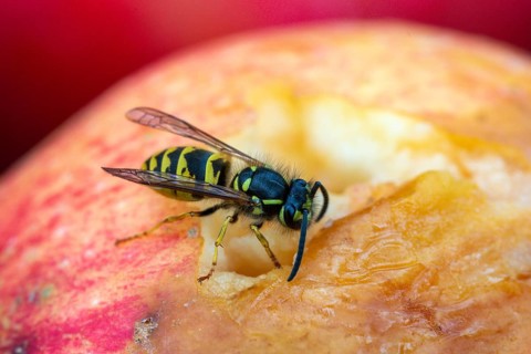 German wasp, real wasp, German wasp, hymenoptera, short-headed wasps, vespula germanica, on apple,