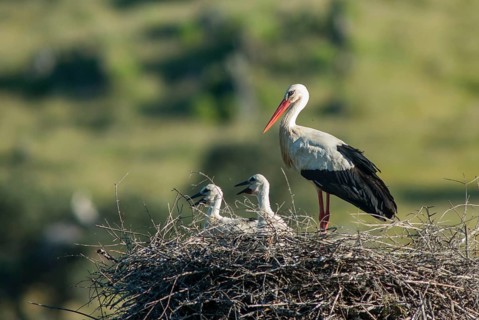 Ciconia ciconia, white stork, birds, ciconiiformes, extremadura, nest, walking birds, Spain, wading