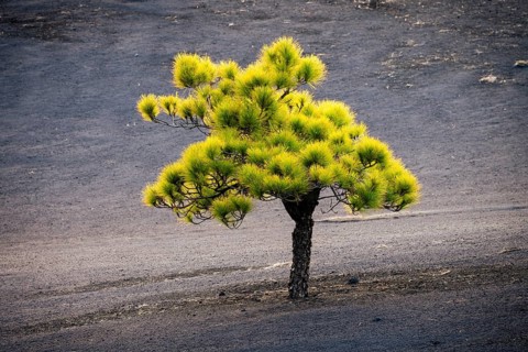 Canary Island pine (Pinus canariensis) near the new Tajogaite volcano. La Palma, Canary Islands,