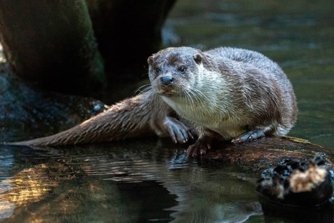 Carnivora, Eurasian otters, Lutra Lutra, predators, mammals, martens, raptors, mammals