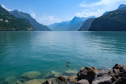 Ducks swimming on Lake Lucerne against a background of mountains and sky, fountain, Canton of