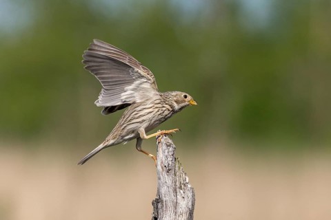 Brandenburg, Corn Bunting, Germany, Emberiza Calandra, Corn Bunting, Miliaria Calandra, Nabu, Nabu