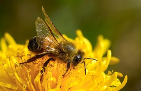 Apidae, apis mellifera, bees, European honey bee, European honeybee, hymenoptera, western honey