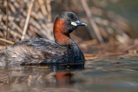 Littele Grebe, Tachybaptus Ruficollis, Little Grebe, Birds, Dabchick, Grebe, Grebe, Podicipedidae,