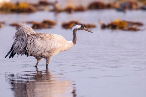Crane (Grus grus), wading in the water, Fågelsjö, Gävleborg County, Sweden