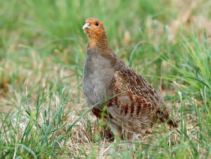 Partridge (Perdix perdix) in a meadow, Solms, Hesse, Germany