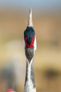 Crane (Grus grus), portrait, calling, Fågelsjö, Gävleborg County, Sweden