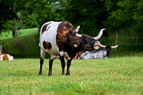 Texas longhorn cow grazing in a meadow, Meienberg, Canton of Aargau, Switzerland