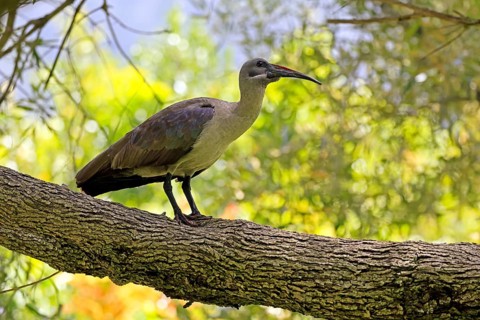 Hagedasch (Bostrychia hagedash), adult, on a tree, alert, Kirstenbosch Botanical Gardens, Cape